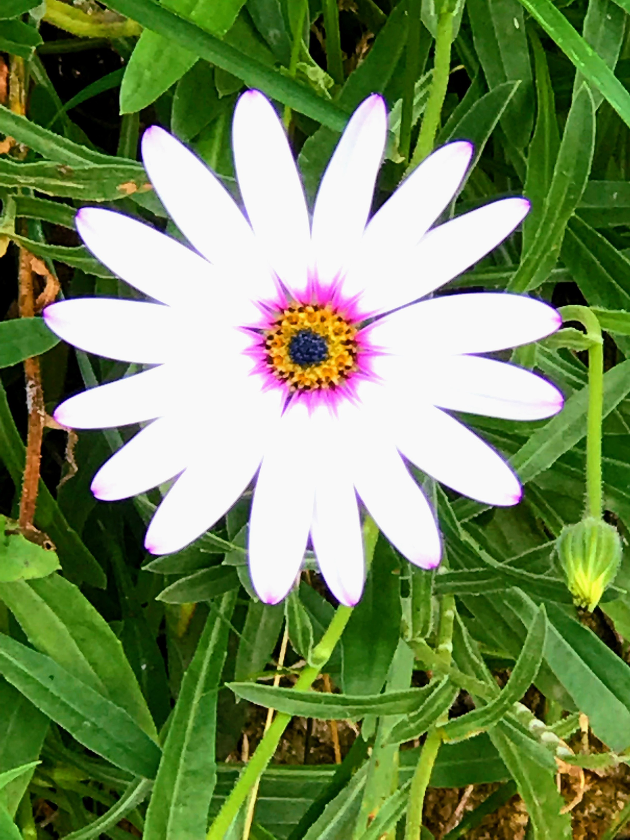 White Large Daisy With Pink Center